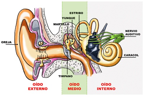 Audífonos para sordos  Dr. Nicolás Meana 
