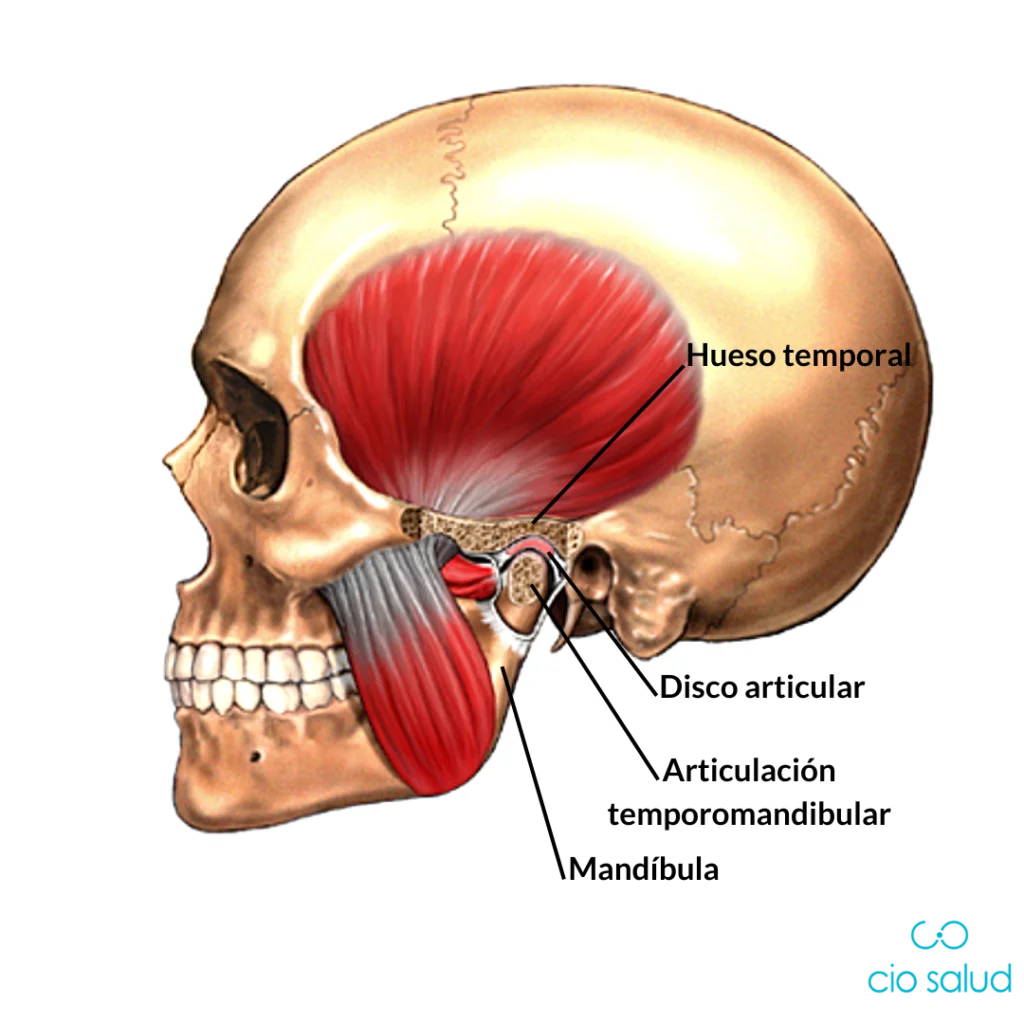 OSTEOLOGÍA DEL MAXILAR Y LA MANDÍBULA: Cuando canto, mi cara