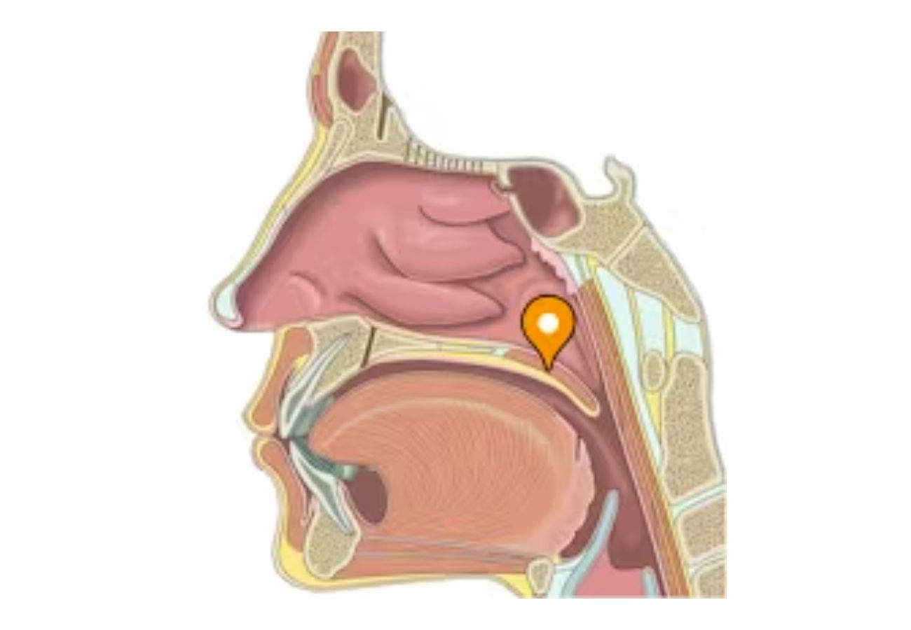 Músculo tensor del velo del paladar CIO Salud