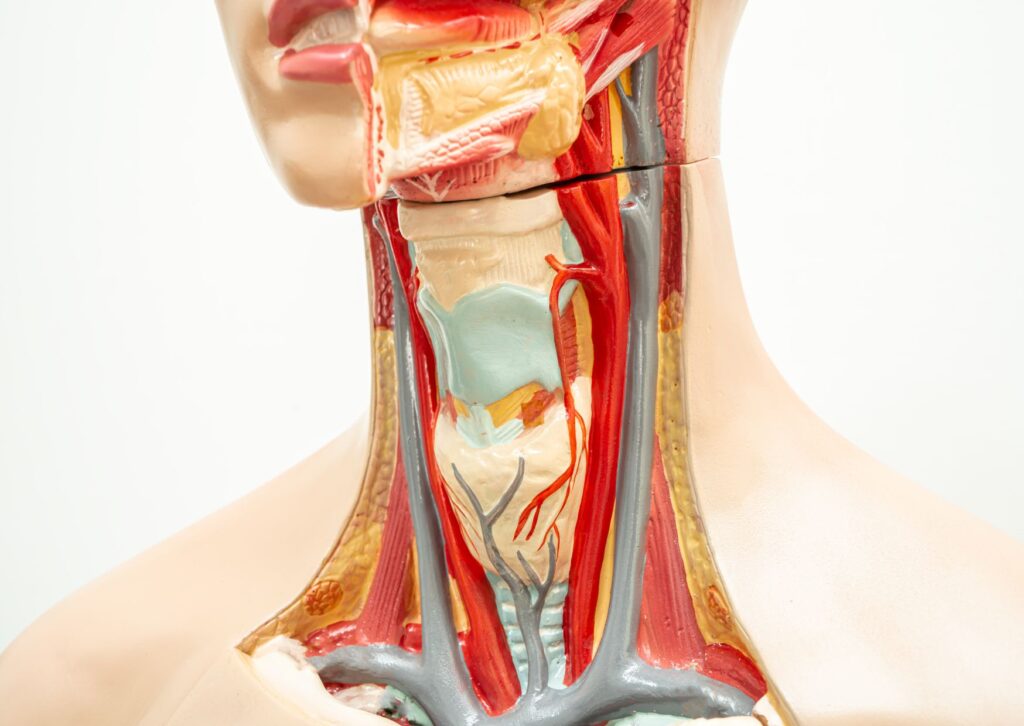 logopedia tras la laringectomía