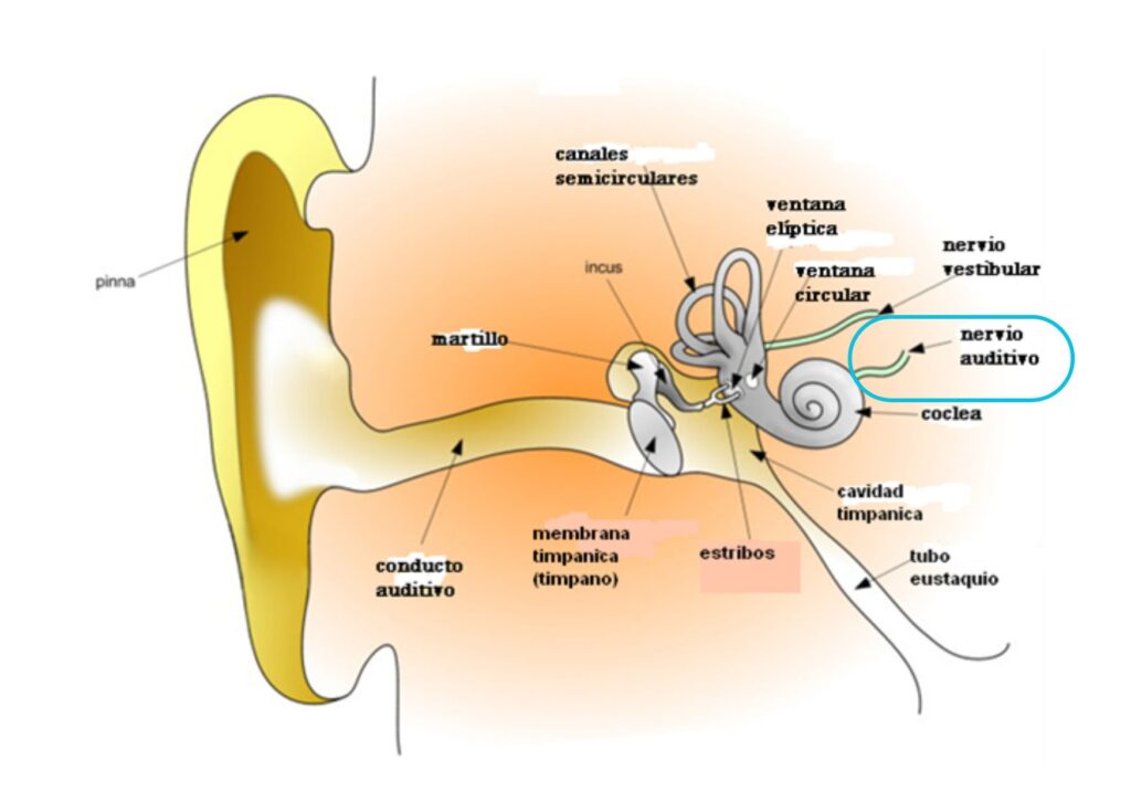 síntomas daño nervio auditivo